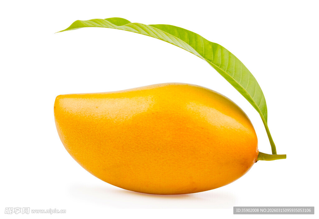 金黄芒果带绿叶显新鲜