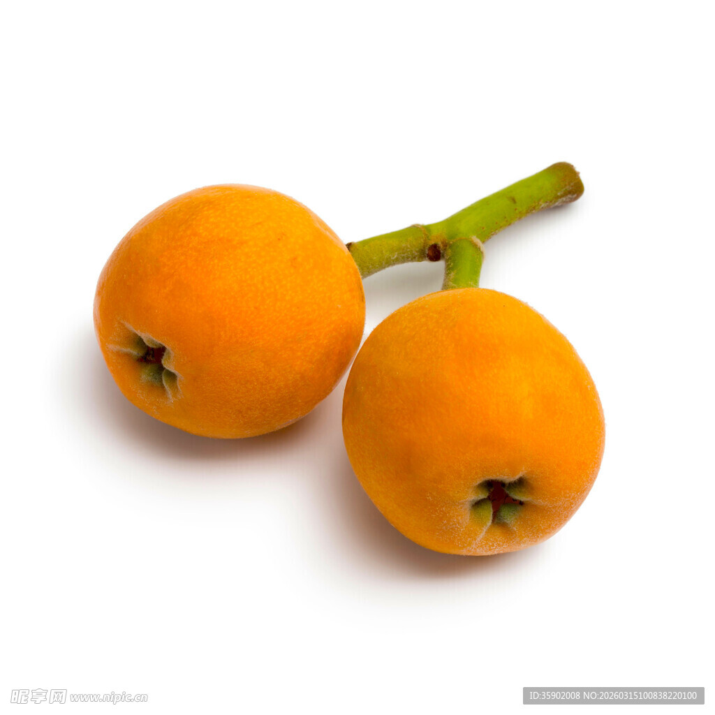 两个橙黄色新鲜枇杷