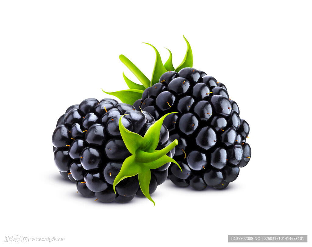 三颗新鲜黑莓特写