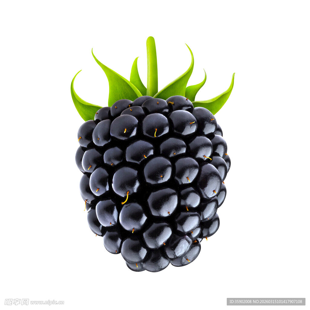 新鲜黑莓饱满多汁