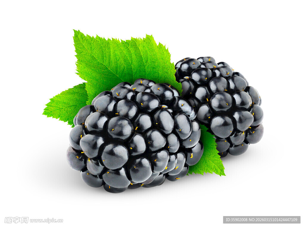 新鲜黑莓配绿叶