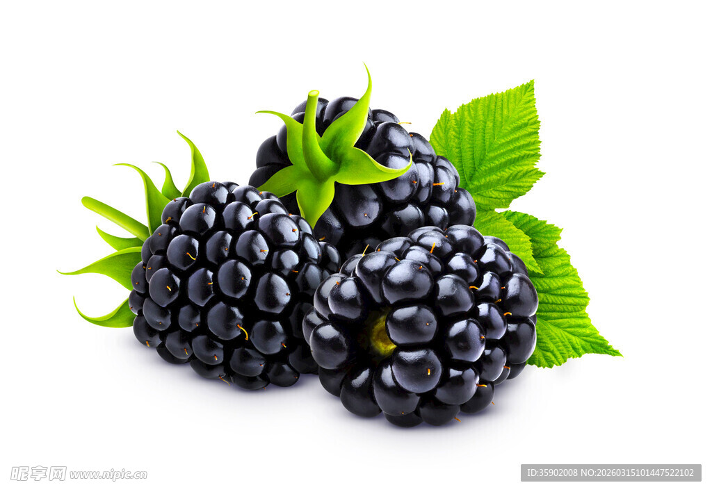 新鲜黑莓配绿叶