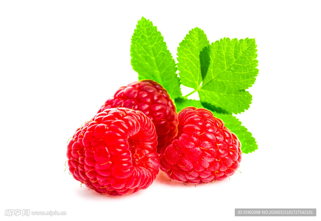 新鲜树莓绿叶相伴