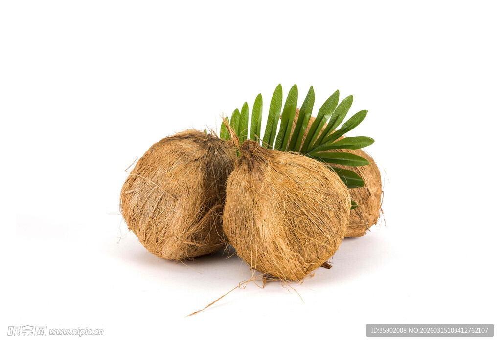 新鲜椰子带翠绿椰叶