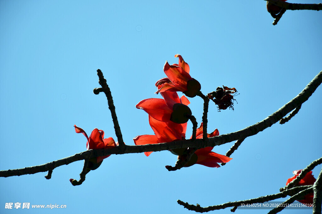 木棉花