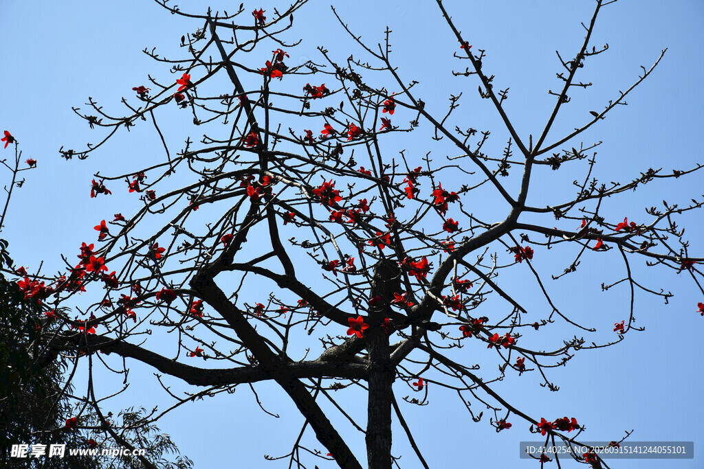 木棉花