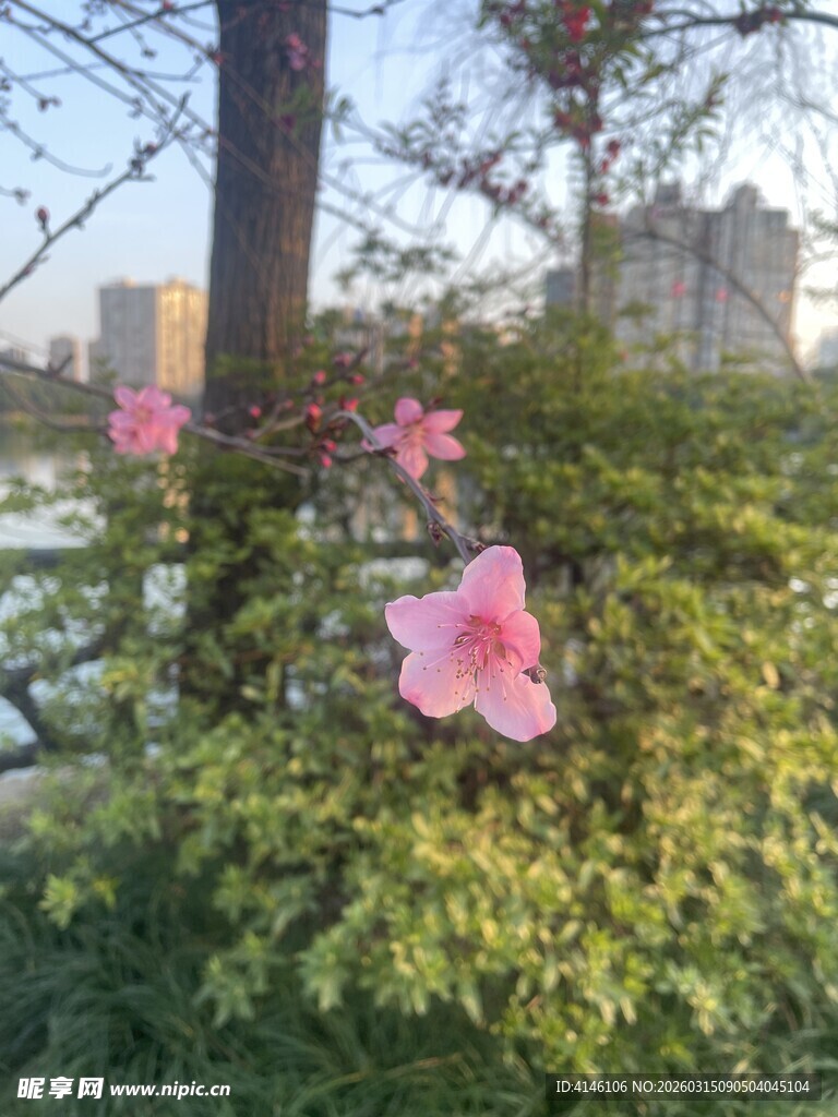 粉色桃花