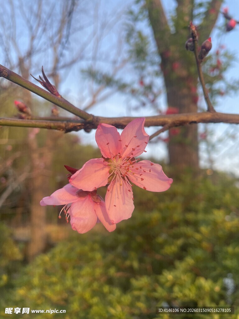 粉色桃花