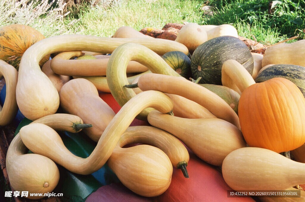 多样南瓜堆叠展示