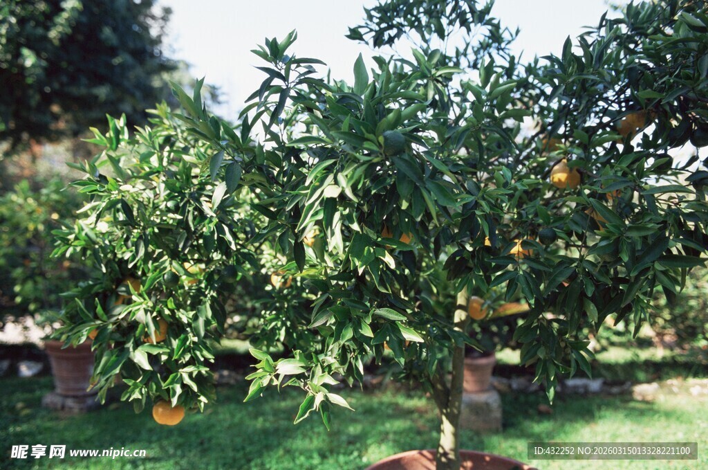 果园中繁茂的橘子树