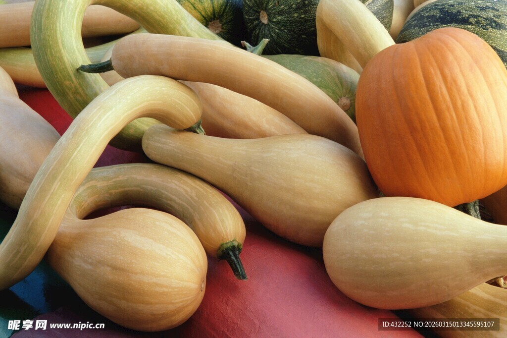 多彩南瓜与葫芦的集合