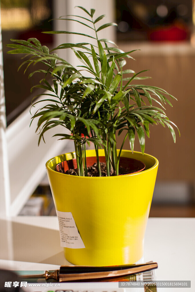 黄色花盆中的翠绿植物