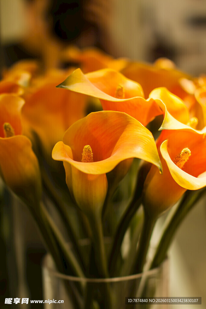 橙色马蹄莲插于玻璃花瓶