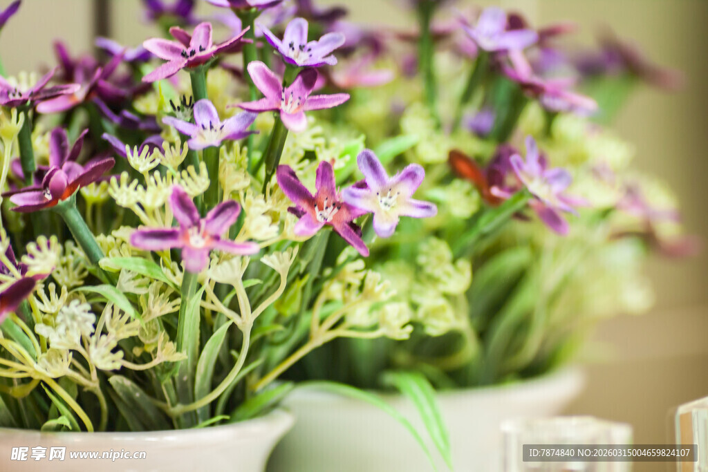 紫色花卉盆栽特写