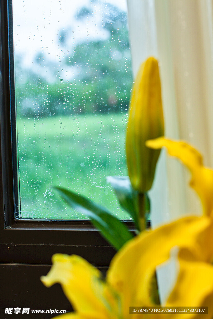 窗边绽放的黄色百合花