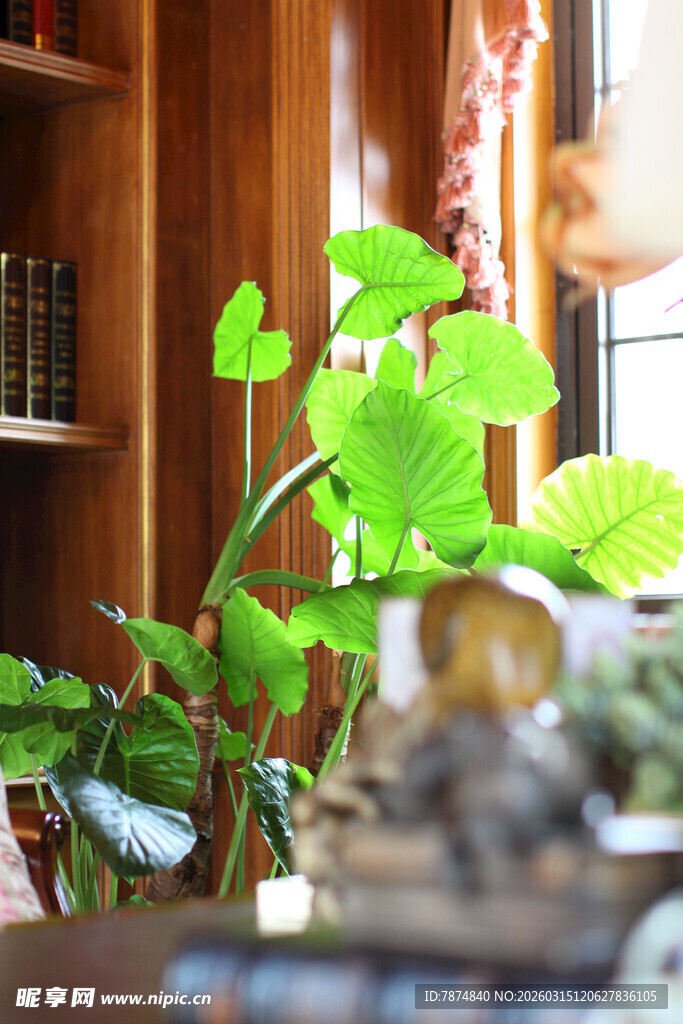 室内绿植装点温馨角落