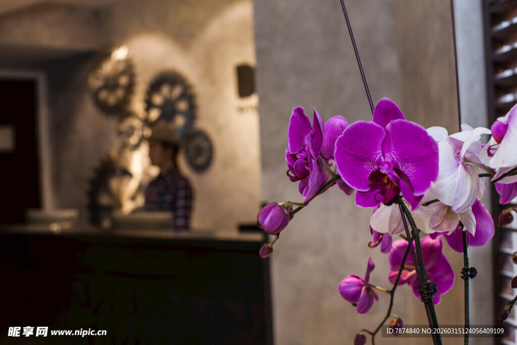 室内绽放的优雅紫色兰花