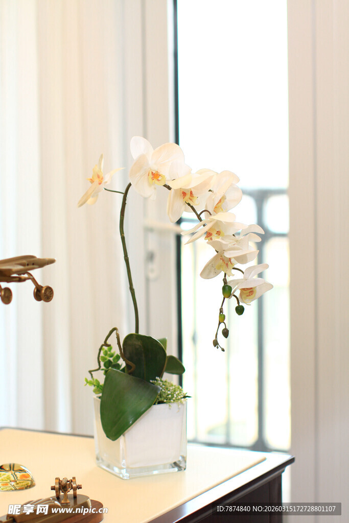 窗边优雅绽放的白色兰花