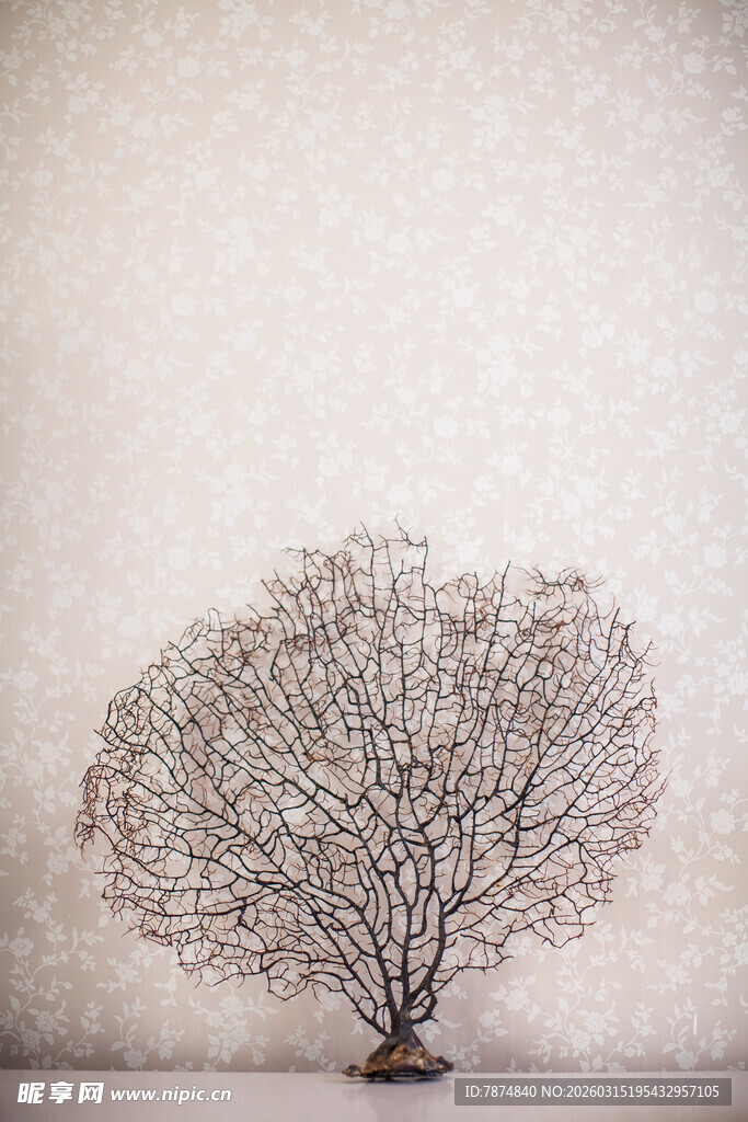 孤独枯树 尽显萧瑟之美