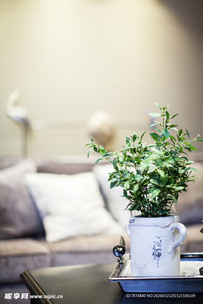 桌上盆栽 居室清新小景