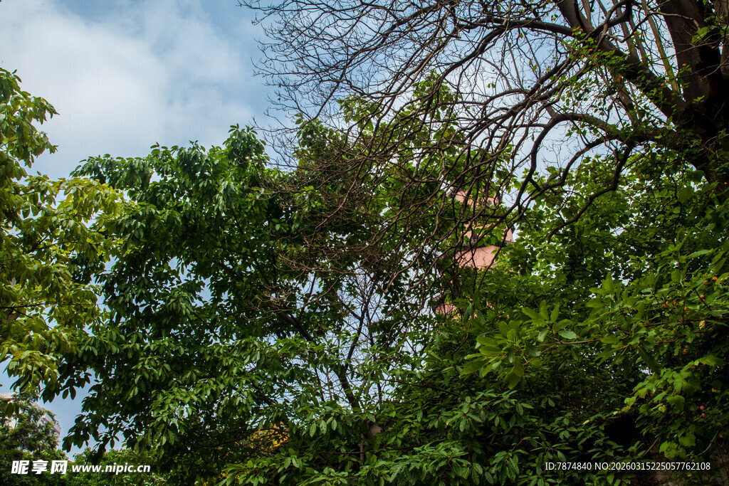 繁茂树林中的绿意景象