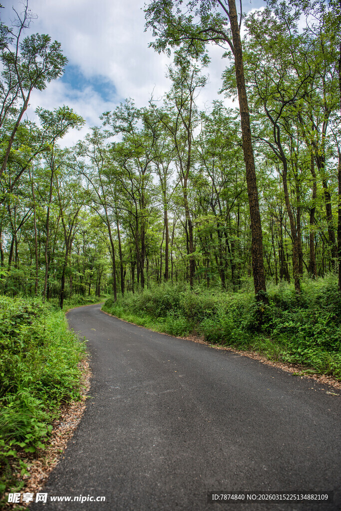 林间蜿蜒小路 绿意盎然