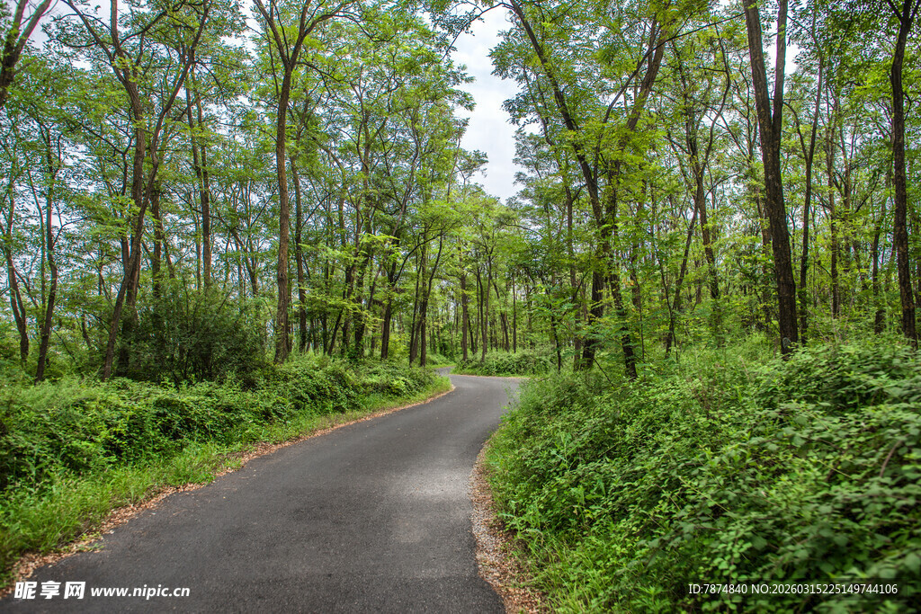 林间幽静小路 绿意盎然