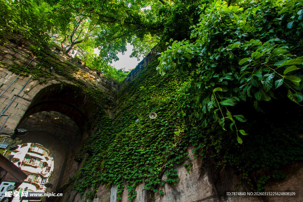 古老石墙爬满翠绿藤蔓