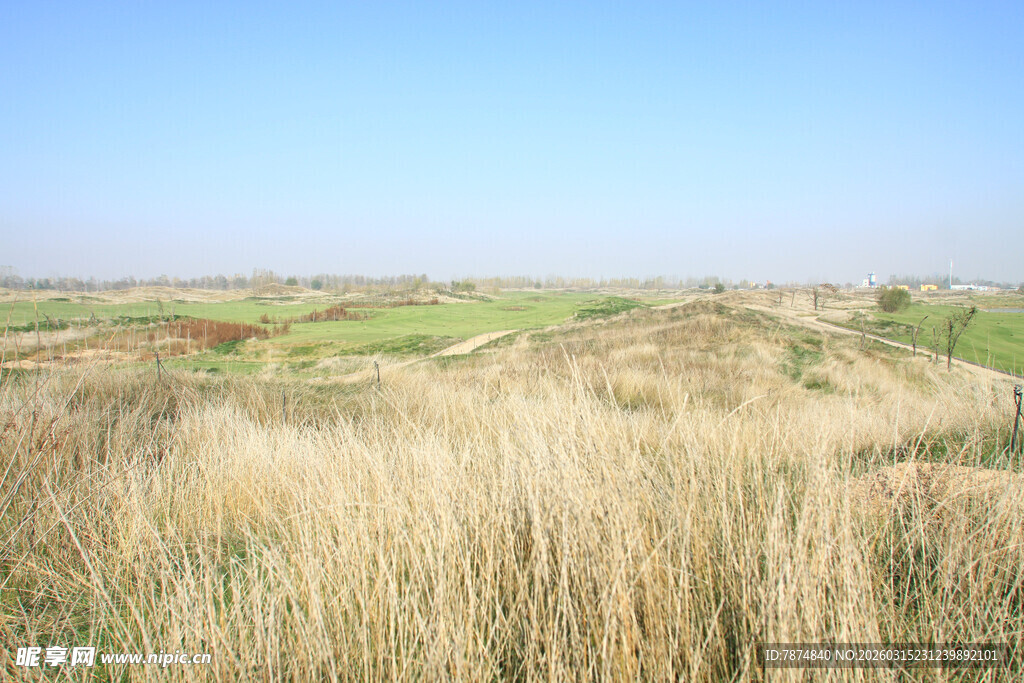 广袤原野中的金黄芦苇