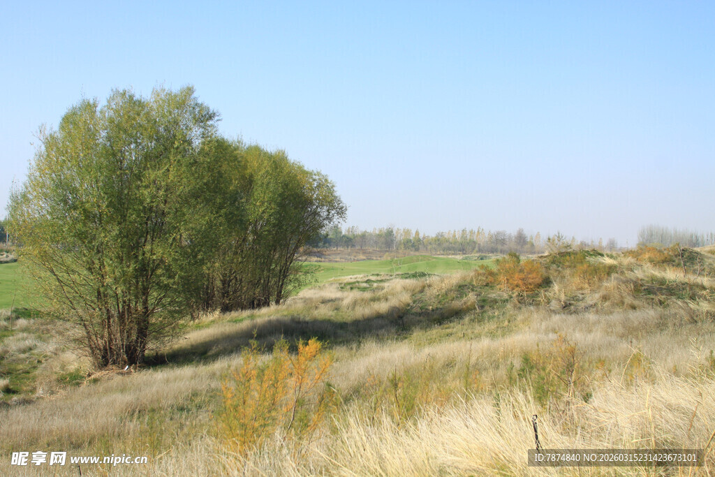 田野边的绿树与枯黄草地