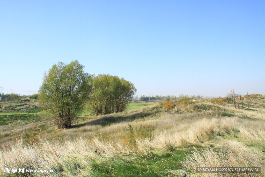 广袤原野上的葱郁树木