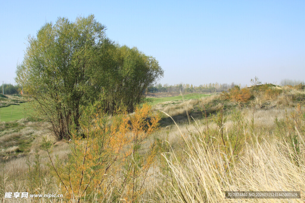 田野中的绿树与金黄野草