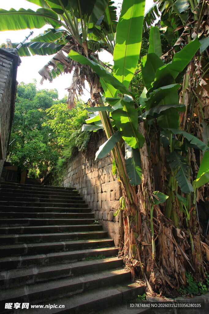 石阶旁葱郁草木的景致