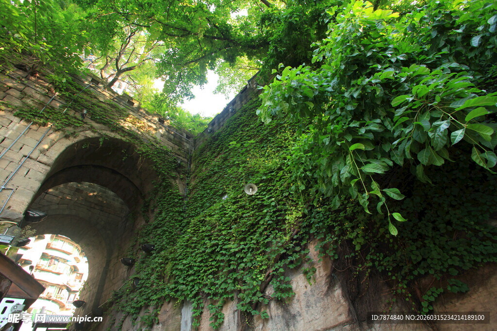 藤蔓覆盖的古老石墙景观