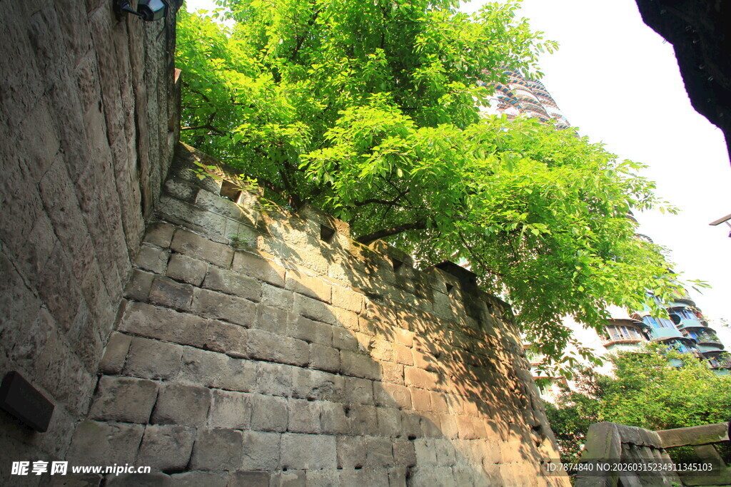 石墙上繁茂的绿色植物
