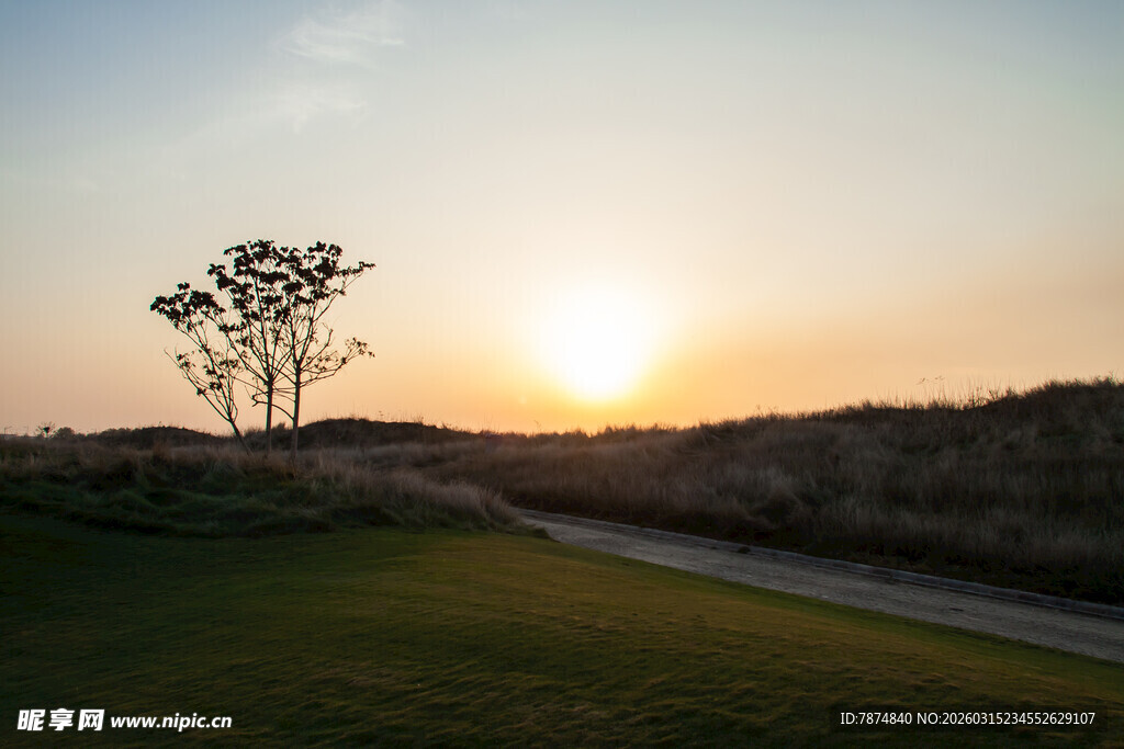 日落时分的旷野树木美景