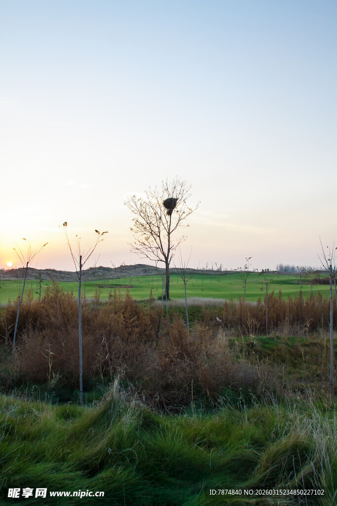 田野孤树迎黄昏