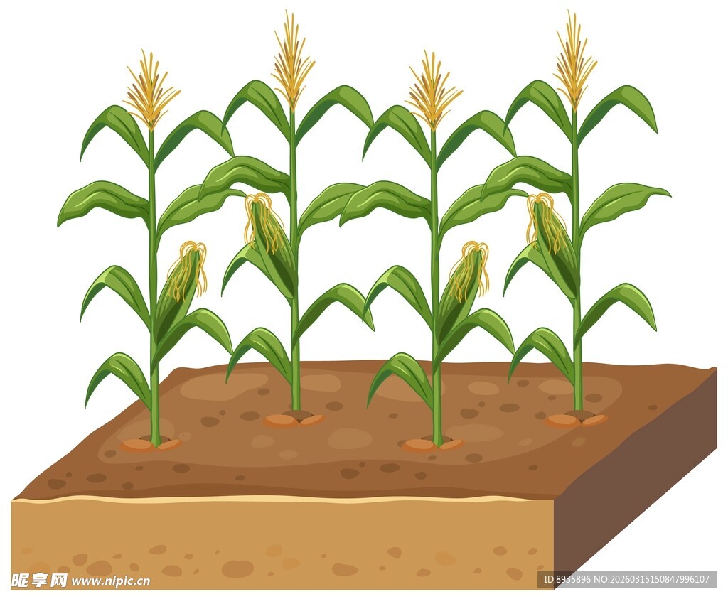玉米种植插画