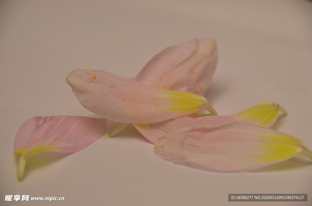 粉色黄色花瓣特写