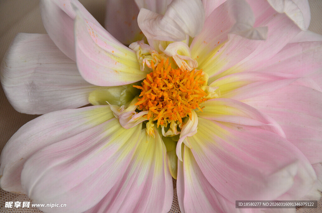 大丽花粉色花卉特写