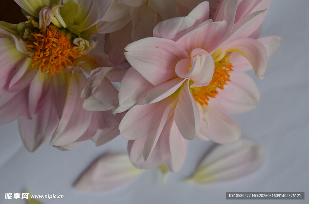 娇艳双生大丽花