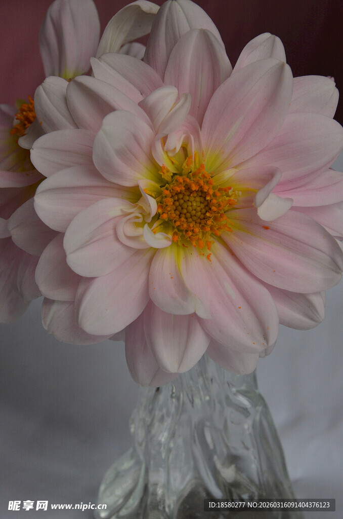 粉色菊花插于透明容器中