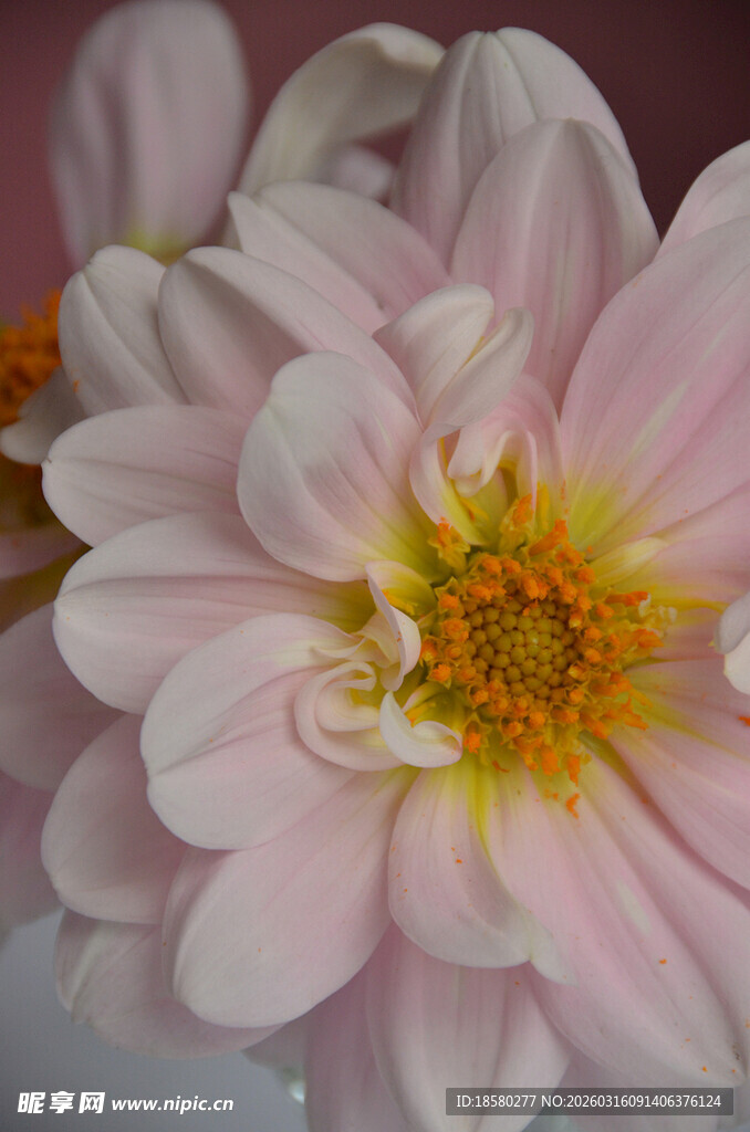 粉色柔美绽放的娇艳花朵