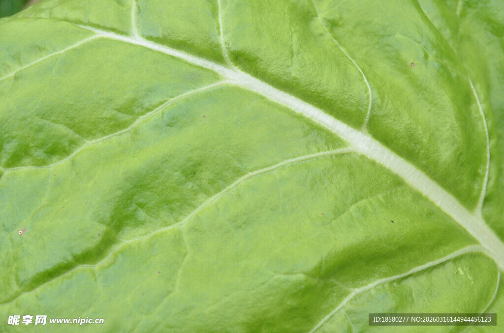 翠绿菜叶纹理特写