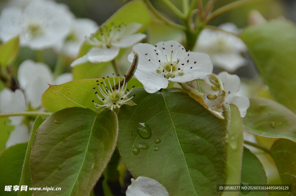 梨花绿叶清新自然景致