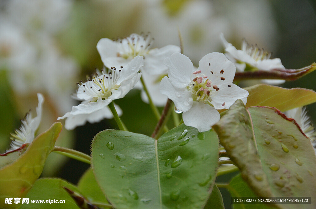 白色小花绽放绿叶间
