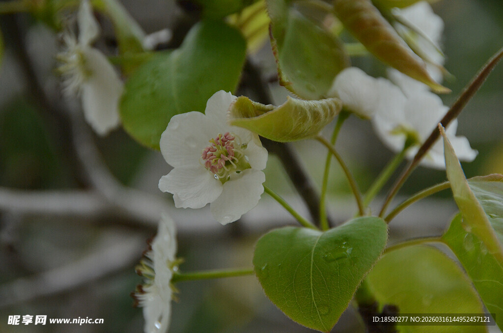 枝头绽放的洁白花朵