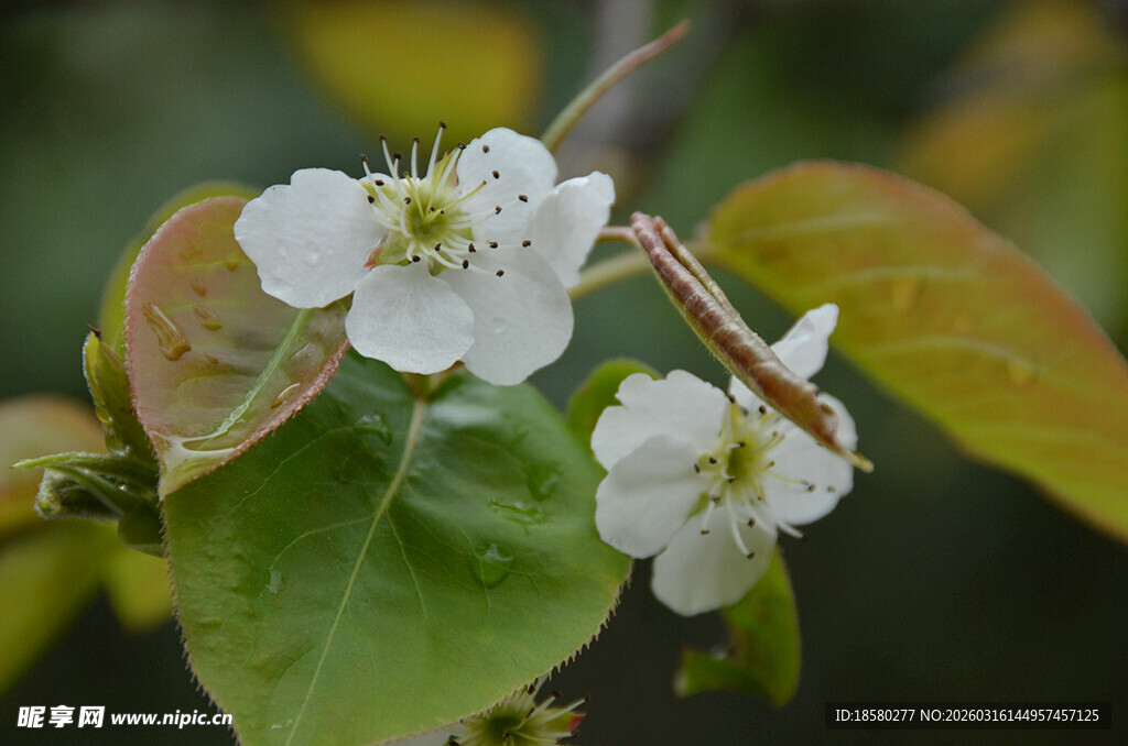 白色小花绽放绿叶间