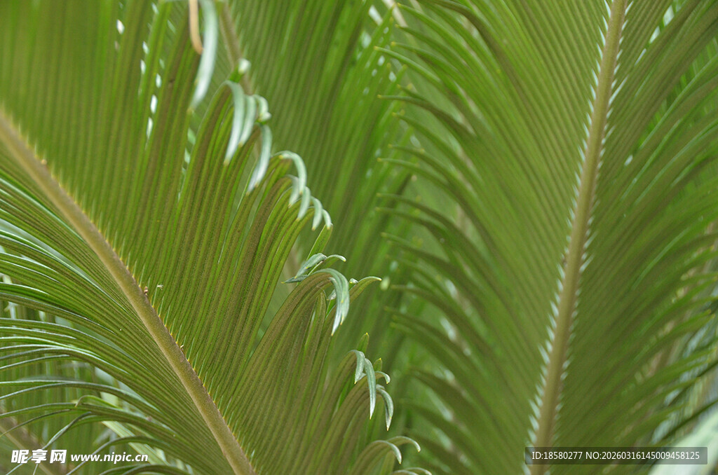 翠绿羽状叶片特写