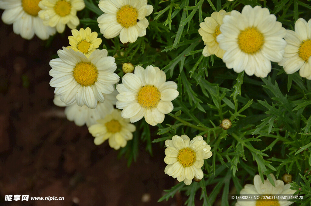白色雏菊绽放绿意间